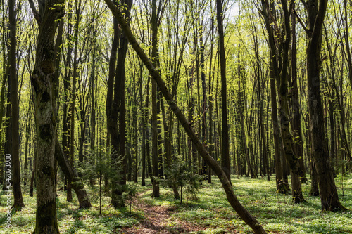 Fototapeta Naklejka Na Ścianę i Meble -  Wiosna w lesie. Las Zwierzyniecki, Białystok, Podlasie, Polska