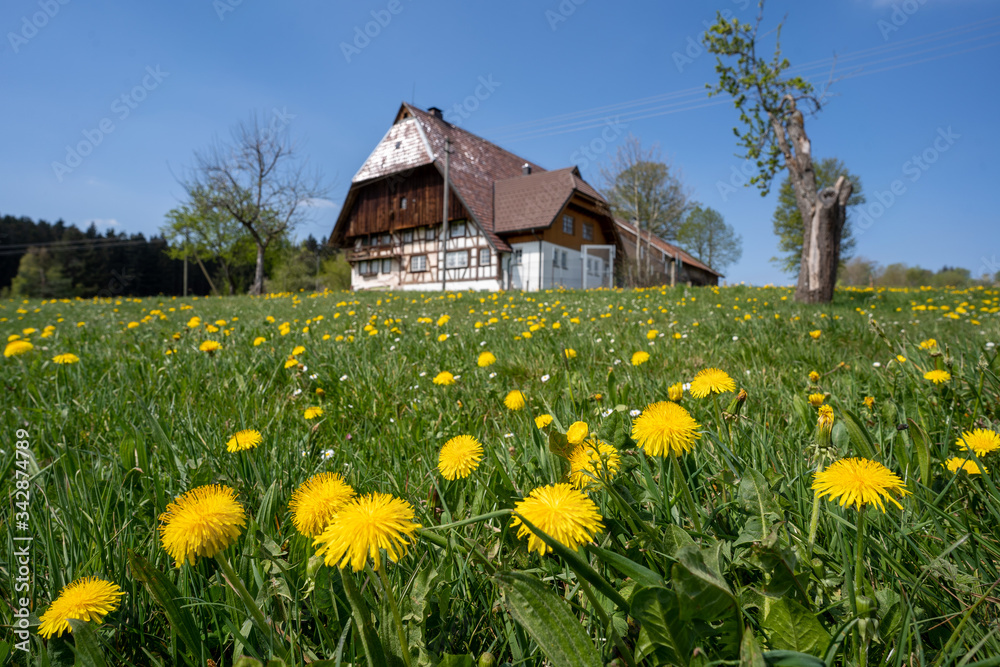 Schwarzwald im Frühling