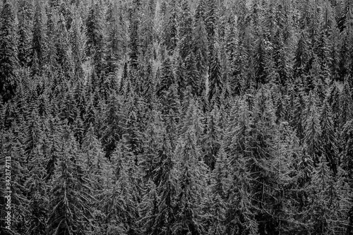 Górski las w zimowej szacie