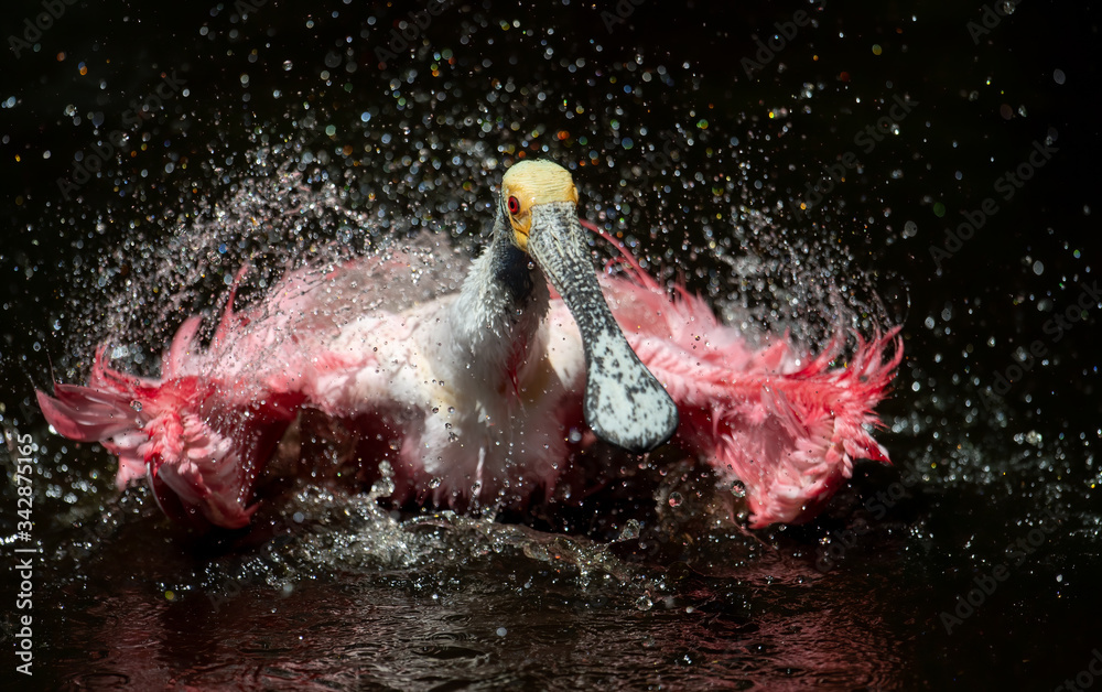 Obraz premium Roseate Spoonbill Bathing 