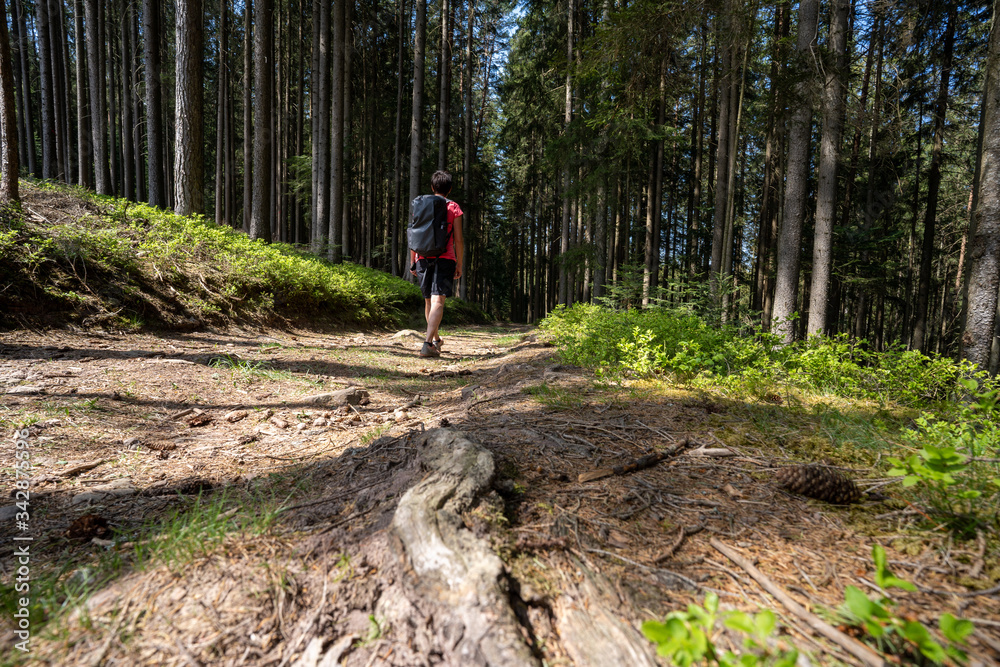 Fototapeta premium Schwarzwald im Frühling