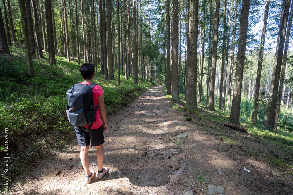 Schwarzwald im Frühling Schwarzwald im Frühling