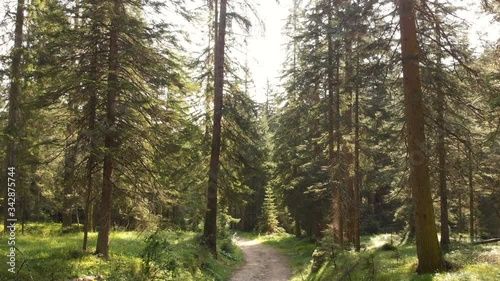Wallpaper Mural Wild forest trees drone sun Torontodigital.ca