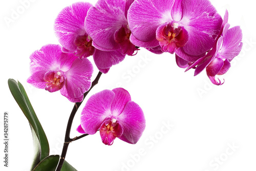 Orchids on white background close-up. Purple orchid on white background close up. Purple orchid flowers close-up. Purple orchid flowers studio photo. Branch of orchid horizontal photo