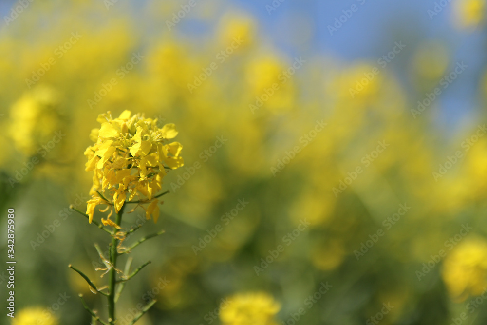 a yellow flowering rapeseed plant closeup and a yellow and blue background a yellow flowering rapeseed plant closeup and a yellow and blue background