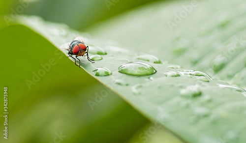 Flies on the leaves after the rain  © surasak