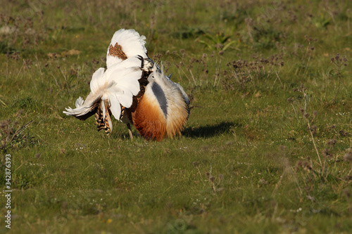 Cuadro en lienzo Adult male Great Bustard at first light in the morning at mating season, bustard