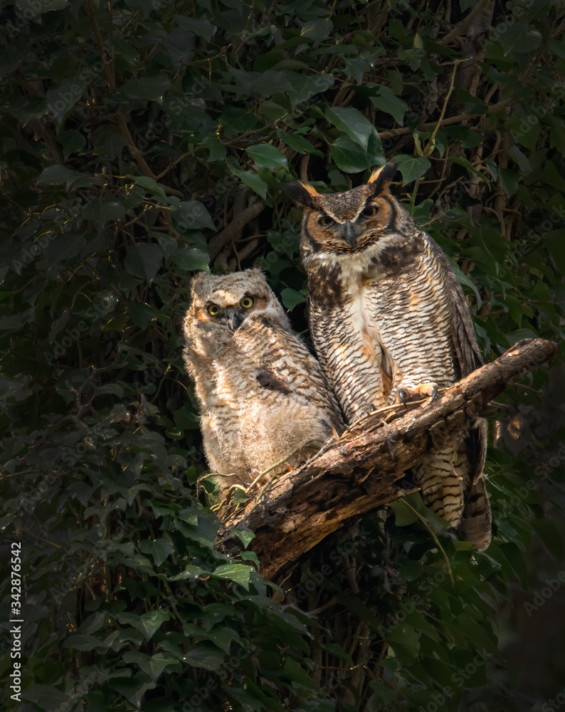 Great Horned Owl Mom and Baby