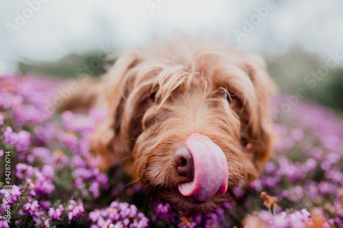 ginger dog