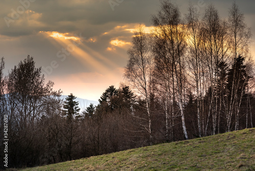 Fototapeta Naklejka Na Ścianę i Meble -  spring