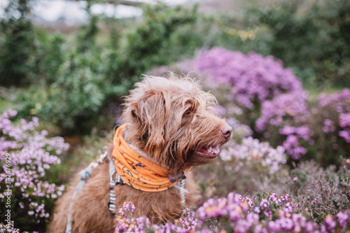 ginger dog