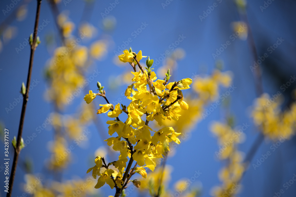 Forsythia flowers (Forsythia Vahl) in the garden.