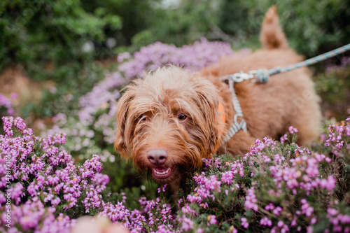 ginger dog