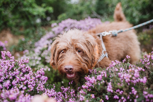 ginger dog