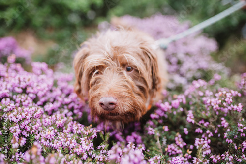 ginger dog