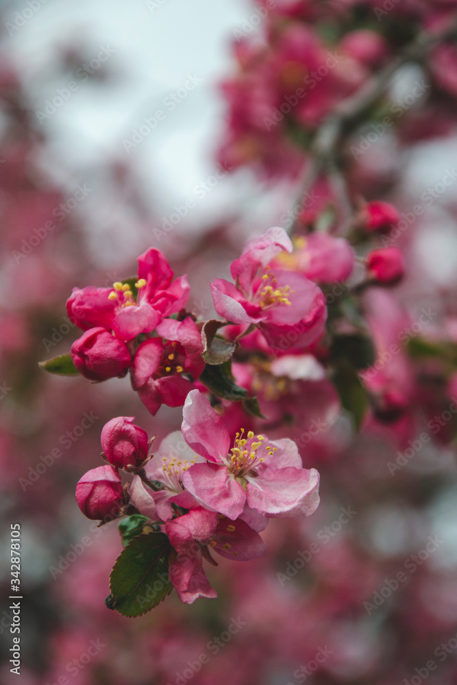 Close up picture of flowers from apple trees. Wild apple blossom, macro photography. Nature wallpapers fro phone. Beautiful spring flowers, spring flowering garden fruit tree. Copy space. Close up picture of flowers from apple trees. Wild apple blossom, macro photography. Nature wallpapers fro phone. Beautiful spring flowers, spring flowering garden fruit tree. Copy space.