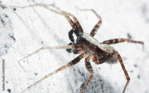 Macrophoto of a spider. A spider with long legs on a white surface.