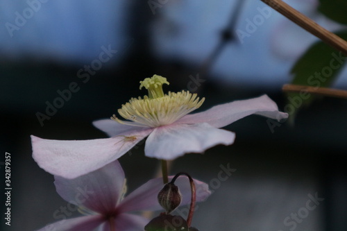 pink magnolia flower in bloom