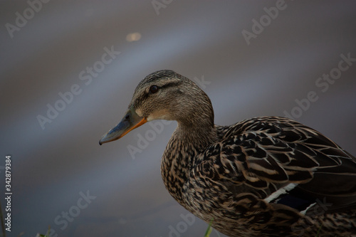 female mallard duck face