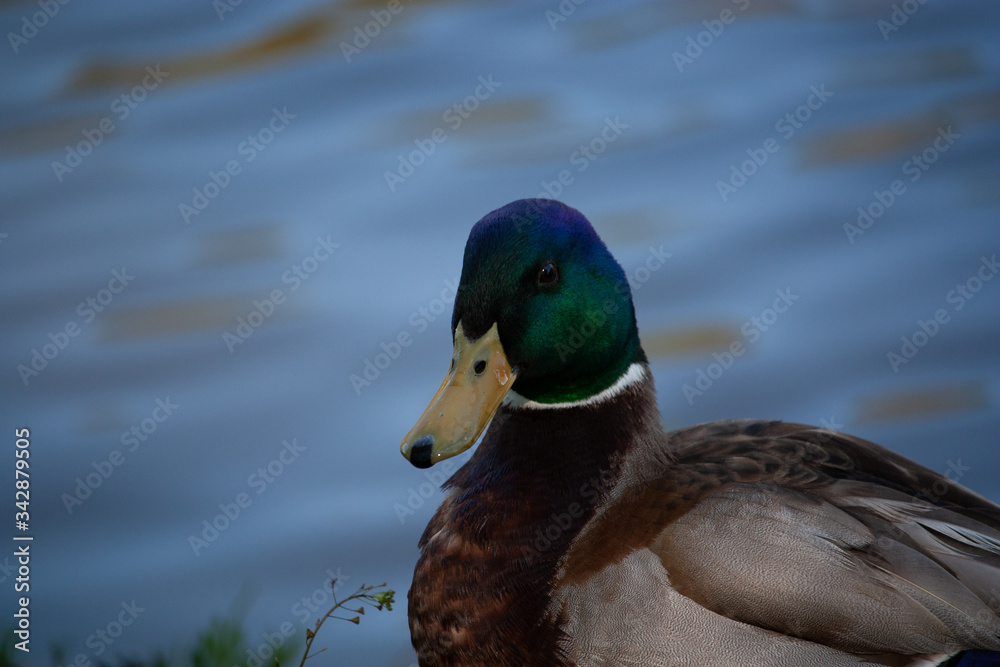 Obraz premium male mallard face close up