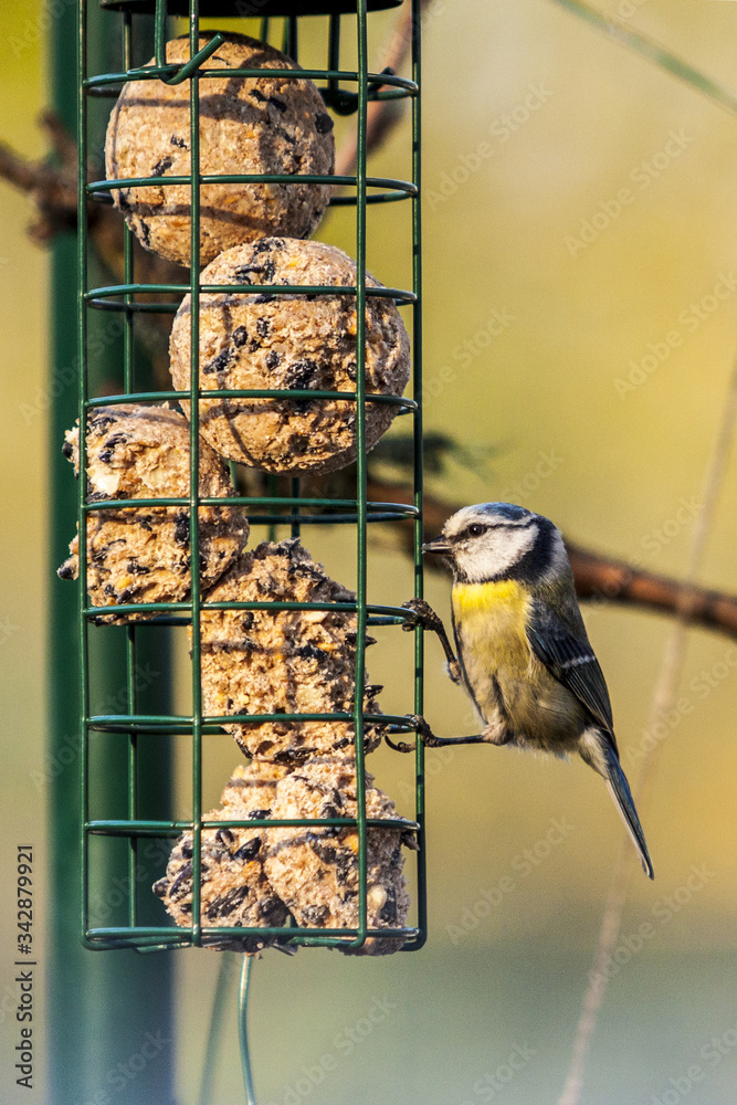 Fototapeta premium Blaumeise an Futterstelle