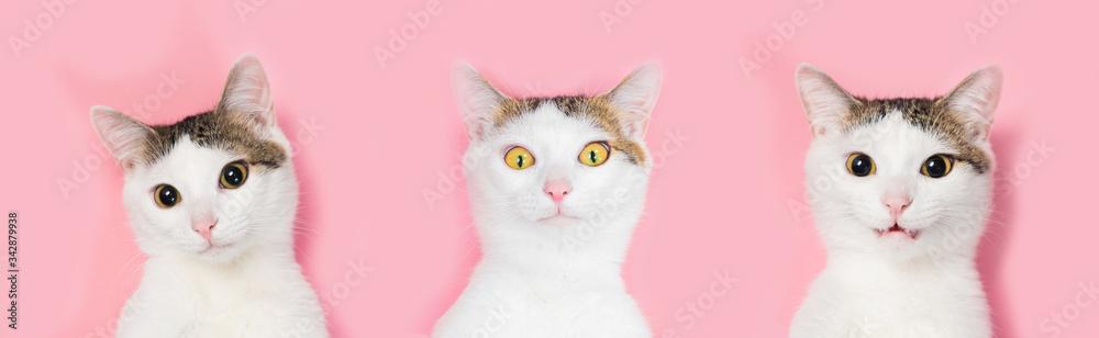White cat striped on a pink background, funny cat White cat striped on a pink background, funny cat