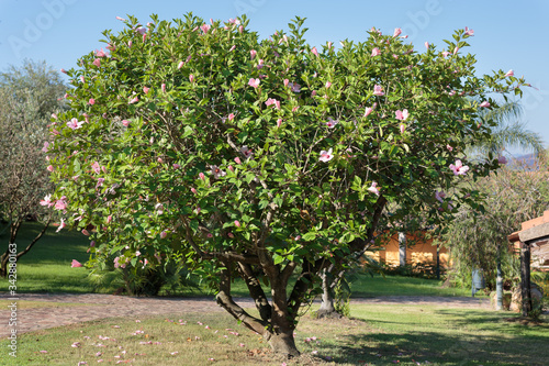 Tree of Beautiful Pink Hibiscus: Flowering Plant