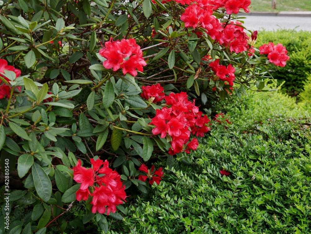 Roter Rhododendronbusch