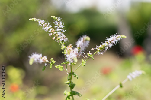 Group of Actaea racemosa Flowers: White Efflorescence