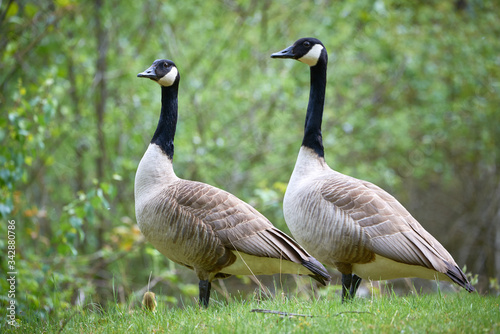 Canada Geese with chicks ( Branta Canadensis ), Teverener Heide Natural Park, Germany