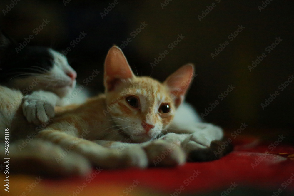 Friendship of the two domestic cat.orange and back white. two cats sleep on the floor  