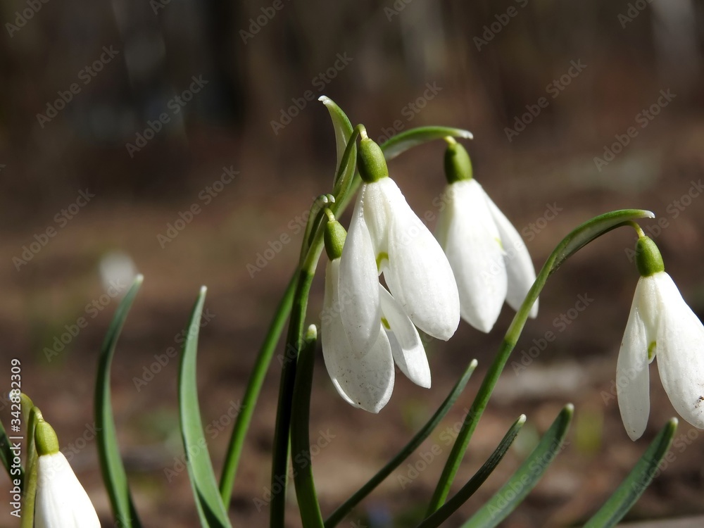 Fototapeta premium Beautiful spring forest snowdrops close-up