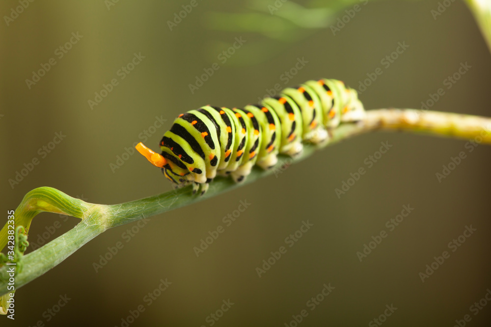 caterpillar machaon on dill. garden pest on green background caterpillar machaon on dill. garden pest on green background