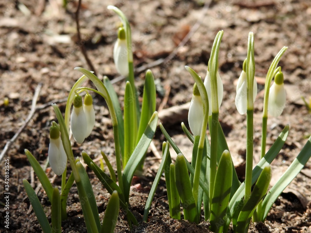 Beautiful spring forest snowdrops close-up Beautiful spring forest snowdrops close-up