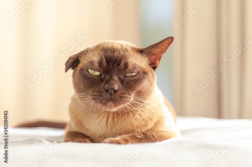 Burmese cat is resting on the bed. The cat has a pathology in the ear