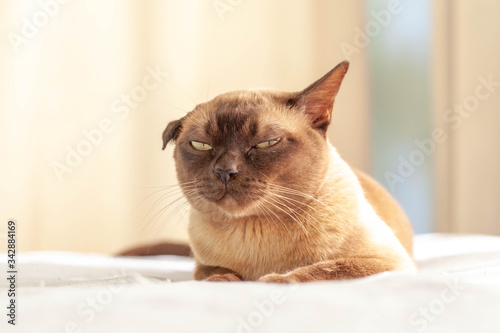 Burmese cat is resting on the bed. The cat has a pathology in the ear © Natalija