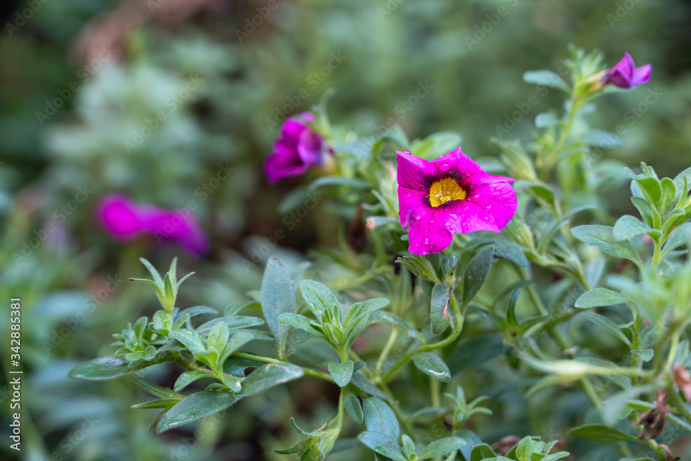 Fototapeta premium Purple Petunia flower in the forest