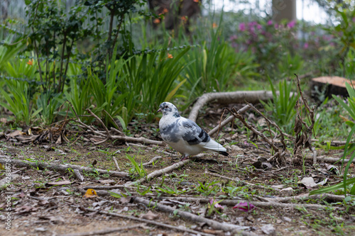 The true messenger pigeon is a variety of domestic pigeon (Columba livia domestica) derived from the wild rock dove found roaming around at Victoria Park, Hong Kong. © Darshan