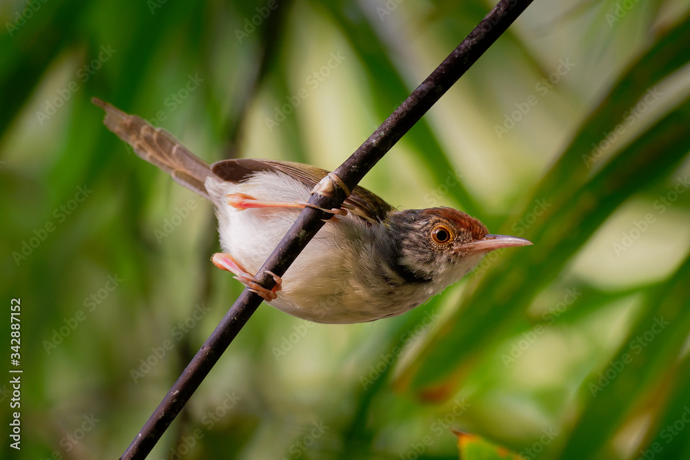 Common Tailorbird - Orthotomus sutorius bird in the family Cisticolidae ...