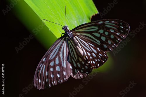 Dark Glassy Tiger - Parantica agleoides asian butterfly found in India that belongs to the crows and tigers, that is, the danaid group of the brush-footed butterflies family