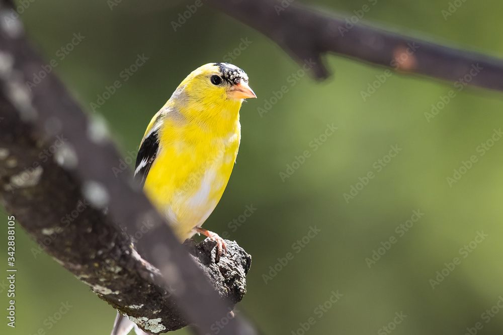 American Goldfinch Perched on a Branch of a Tree American Goldfinch Perched on a Branch of a Tree