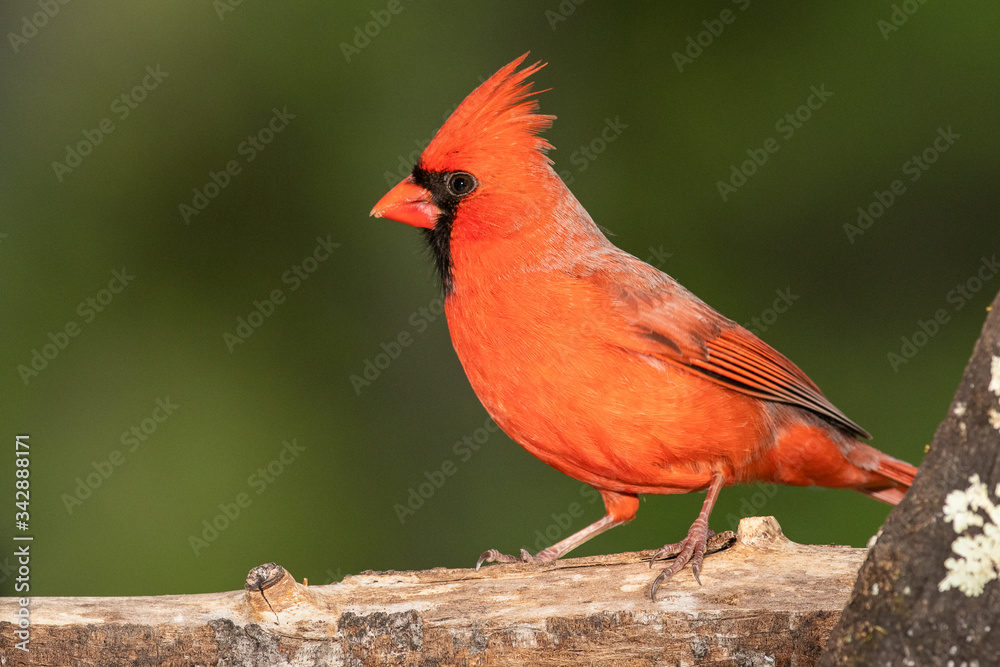 Northern Cardinal Perched on a Branch of a Tree