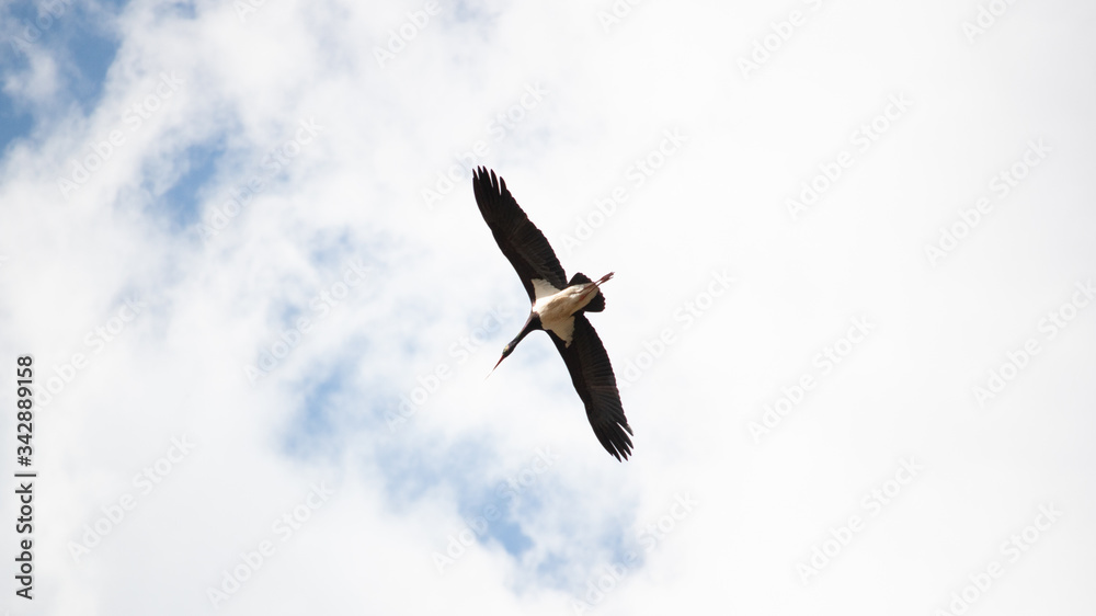 Fototapeta premium black stork flying