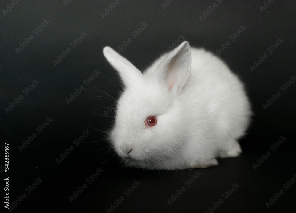 Beautiful white baby rabbit on black background Beautiful white baby rabbit on black background