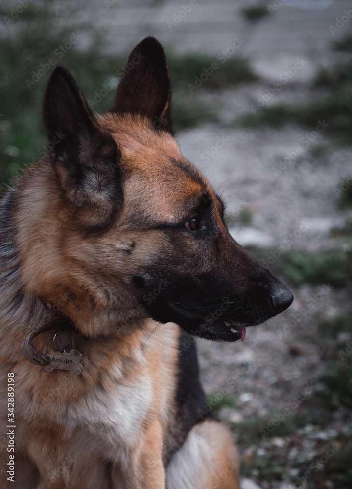 German shepherd in profile, portrait of a shepherd