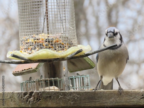 Blue Jay White Belly