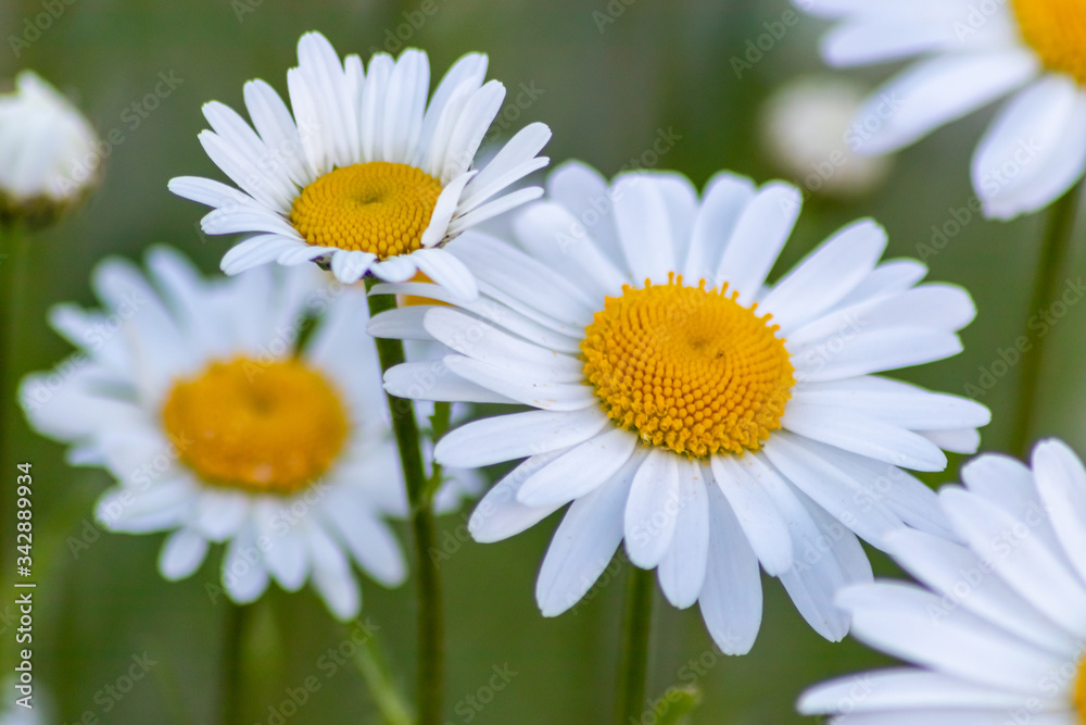 Obraz premium Margeriten (Leucanthemum) auf bunter Frühlingswiese mit schönen weißen Blütenblättern und gelben Stempeln locken Insekten wie Bienen als Bienenweide zur Bestäubung und Honigproduktion im Frühling an