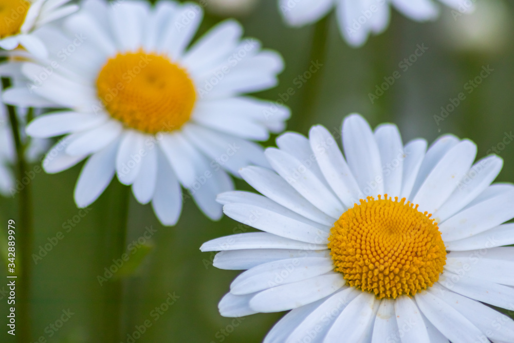 Margeriten (Leucanthemum) auf bunter Frühlingswiese mit schönen weißen Blütenblättern und gelben Stempeln locken Insekten wie Bienen als Bienenweide zur Bestäubung und Honigproduktion im Frühling an Margeriten (Leucanthemum) auf bunter Frühlingswiese mit schönen weißen Blütenblättern und gelben Stempeln locken Insekten wie Bienen als Bienenweide zur Bestäubung und Honigproduktion im Frühling an