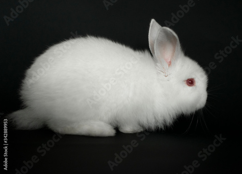 Beautiful white baby rabbit on black background