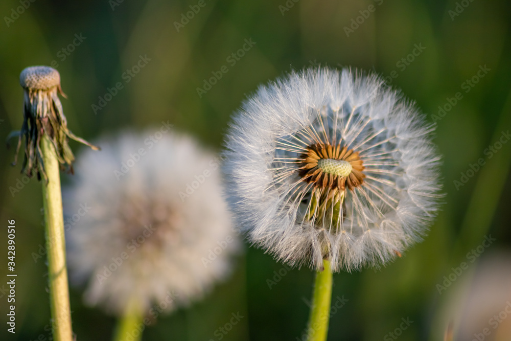 Fototapeta premium Makro einer flaumigen Pusteblume (gewöhnlicher Löwenzahn, Taraxacum sect. Ruderalia) im Sonnenschein am Abend zeigt filigrane Samen und Flugschirme und Achänen als Nahaufnahme